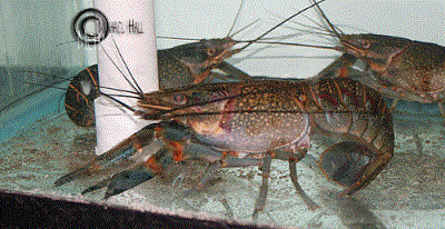 Red Claw Lobster 7" (Cherax Quadricarinatus)
